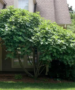 10 Chicago Hardy Fig Starter Plugs - Ficus carica 'Chicago Hardy' Live Plants - Image 8
