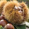 10 Chinese Chestnut Seeds for Planting - Blight Resistant Castanea Mollissima - Image 1