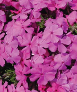 10 Creeping Phlox Pink Diamond Bare Root Starter Plugs - Pink Flowers, Zones 3-9 - Image 1