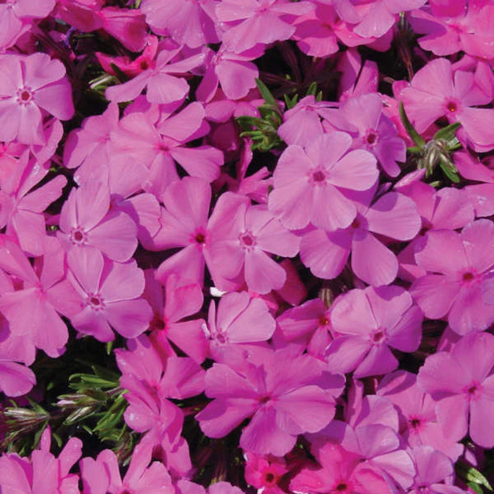 10 Creeping Phlox Pink Diamond Bare Root Starter Plugs - Pink Flowers, Zones 3-9 - Image 1