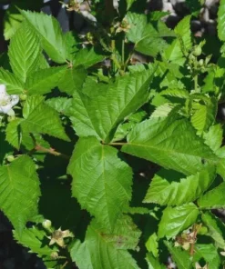 10 Darrow Blackberry Starter Plugs - Rubus fruticosus - Cold Hardy Live Plants - Image 2