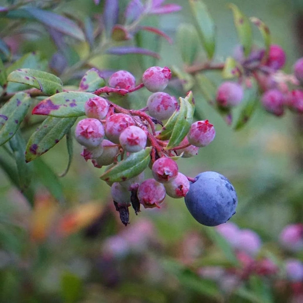 10 Darrow's Native Blueberry Starter Plugs - Vaccinium darrowii Live Plants - Image 1