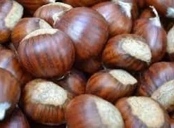 10 Dunstan Chestnut Tree Seeds - Blight Resistant American Hybrid - Image 3