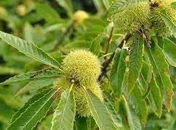 10 Dunstan Chestnut Tree Seeds - Blight Resistant American Hybrid - Image 6