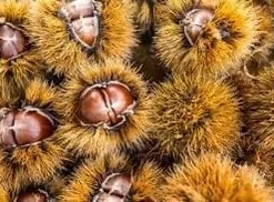 10 Dunstan Chestnut Tree Seeds - Blight Resistant American Hybrid - Image 7