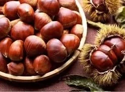 10 Dunstan Chestnut Tree Seeds - Blight Resistant American Hybrid - Image 8