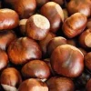 10 Dunstan Chestnut Tree Seeds - Blight Resistant American Hybrid - Image 1