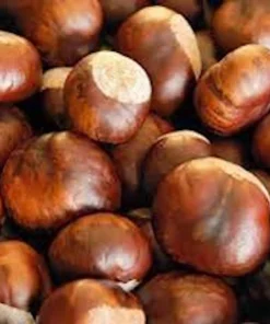 10 Dunstan Chestnut Tree Seeds - Blight Resistant American Hybrid - Image 1