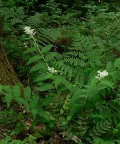 10 False Solomon's Seal Bare Root Plants (Maianthemum Racemosum) - Native Wildflower - Image 6
