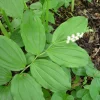 10 False Solomon's Seal Bare Root Plants (Maianthemum Racemosum) - Native Wildflower - Image 1
