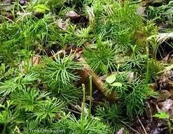 10 Fan Clubmoss Bare Roots - Lycopodium Evergreen Ground Cover Plant - Image 9