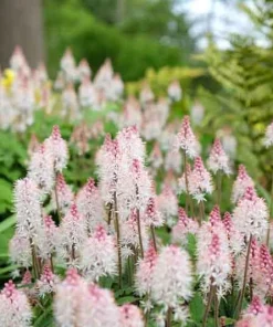 10 Foam Flower Bare Root Tiarella cordifolia - Shade Perennial Live Plant - Image 3