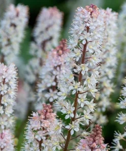 10 Foam Flower Bare Root Tiarella cordifolia - Shade Perennial Live Plant - Image 5
