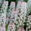 10 Foam Flower Bare Root Tiarella cordifolia - Shade Perennial Live Plant - Image 1