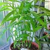 10 Ginger Root Plant Plugs - Yellow Baby Ginger Starter Live Plants - Image 1