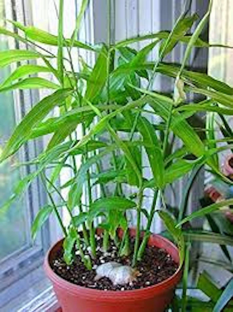 10 Ginger Root Plant Plugs - Yellow Baby Ginger Starter Live Plants - Image 1