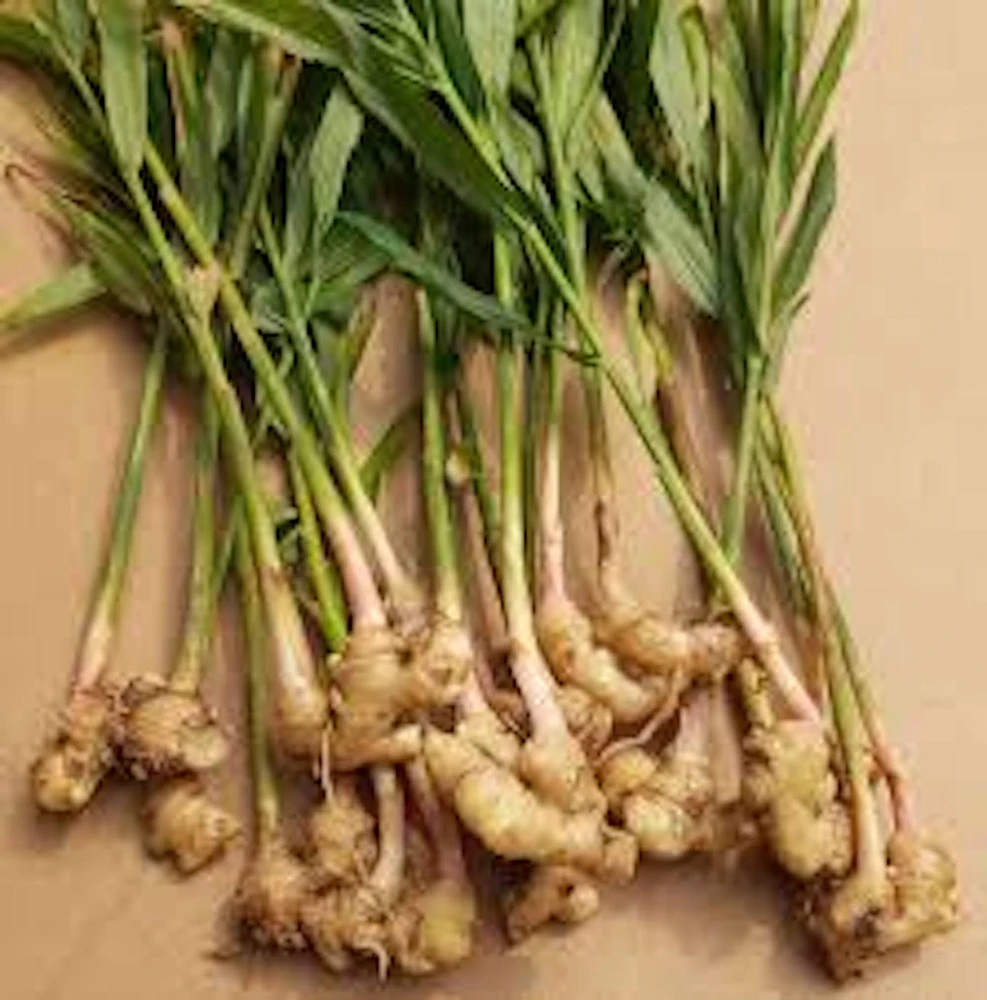 10 Ginger Root Plant Plugs - Yellow Baby Ginger Starter Live Plants - Image 3