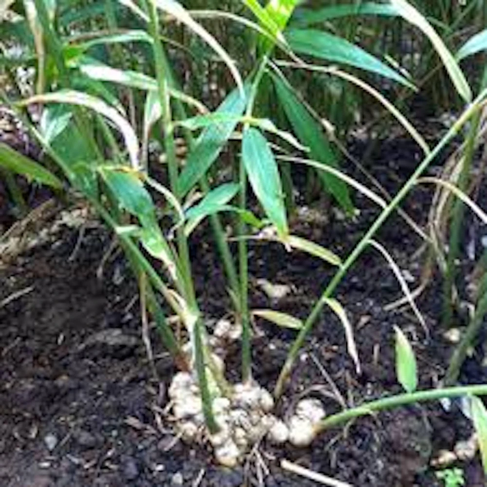 10 Ginger Root Plant Plugs - Yellow Baby Ginger Starter Live Plants - Image 4