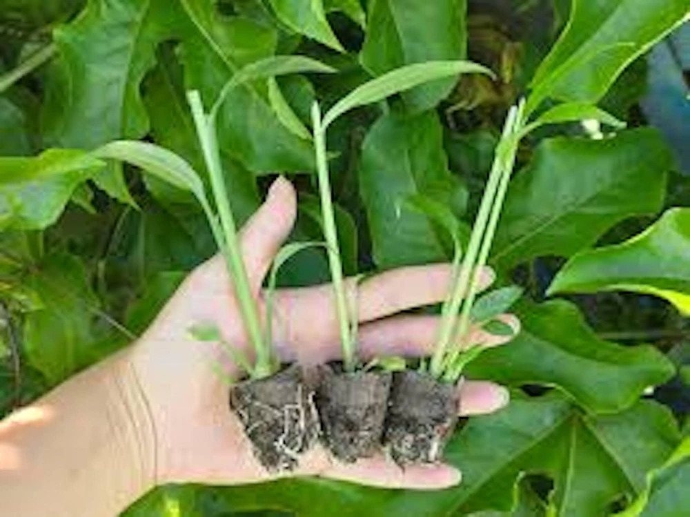 10 Ginger Root Plant Plugs - Yellow Baby Ginger Starter Live Plants - Image 5