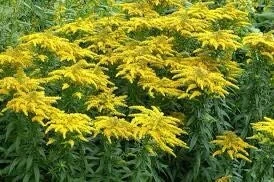 10 Goldenrod Bare Root Plants - Perennial Wildflower for Monarch Butterflies & Pollinators, Full Sun - Image 10