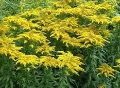 10 Goldenrod Bare Root Plants - Perennial Wildflower for Monarch Butterflies & Pollinators, Full Sun - Image 2