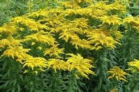 10 Goldenrod Bare Root Plants - Perennial Wildflower for Monarch Butterflies & Pollinators, Full Sun - Image 2