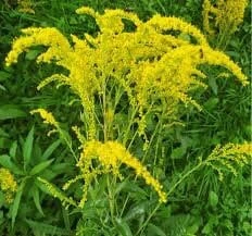 10 Goldenrod Bare Root Plants - Perennial Wildflower for Monarch Butterflies & Pollinators, Full Sun - Image 3