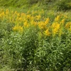 10 Goldenrod Bare Root Plants - Perennial Wildflower for Monarch Butterflies & Pollinators, Full Sun - Image 1