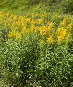 10 Goldenrod Bare Root Plants - Perennial Wildflower for Monarch Butterflies & Pollinators, Full Sun - Image 1