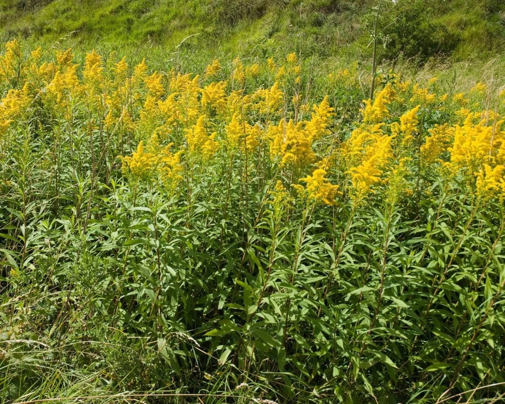 10 Goldenrod Bare Root Plants - Perennial Wildflower for Monarch Butterflies & Pollinators, Full Sun - Image 1