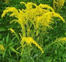 10 Goldenrod Bare Root Plants - Perennial Wildflower for Monarch Butterflies & Pollinators, Full Sun - Image 6
