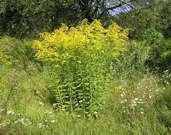 10 Goldenrod Bare Root Plants - Perennial Wildflower for Monarch Butterflies & Pollinators, Full Sun - Image 7