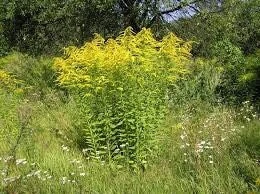10 Goldenrod Bare Root Plants - Perennial Wildflower for Monarch Butterflies & Pollinators, Full Sun - Image 7