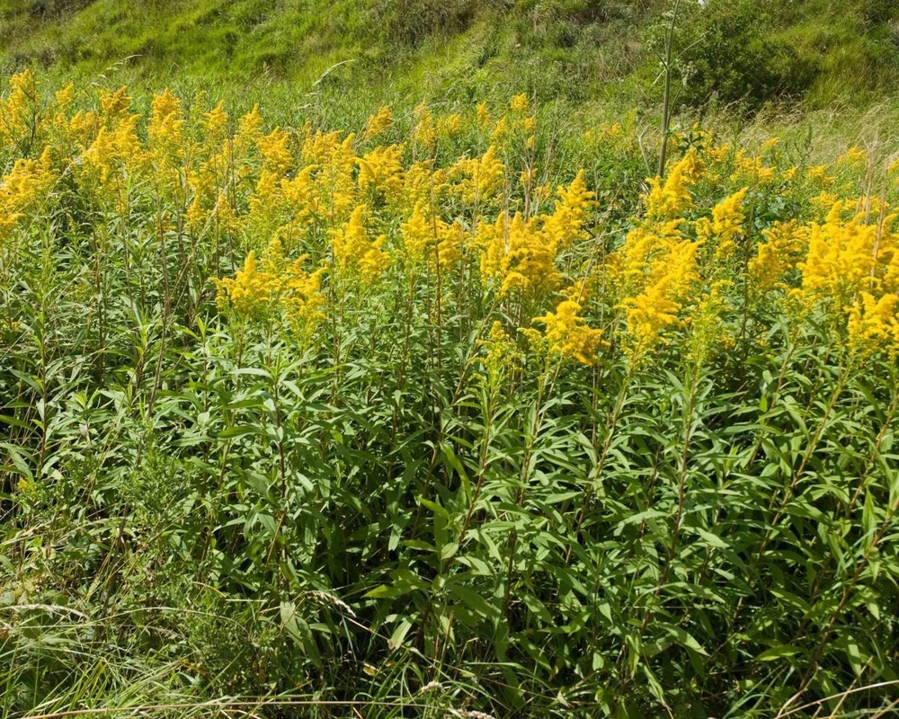 10 Goldenrod Bare Root Plants - Perennial Wildflower for Monarch Butterflies & Pollinators, Full Sun - Image 8
