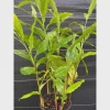 10 Grains of Paradise Bare Root Plant Starter Plugs - Aframomum melegueta - Image 1
