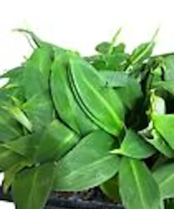 10 Gran Nain Banana Tree Starter Plants – Dwarf Fruit Tree Live Plant – Grow Your Own Bananas - Image 5