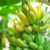 10 Gran Nain Banana Tree Starter Plants – Dwarf Fruit Tree Live Plant – Grow Your Own Bananas - Image 1