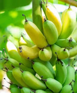 10 Gran Nain Banana Tree Starter Plants – Dwarf Fruit Tree Live Plant – Grow Your Own Bananas - Image 1