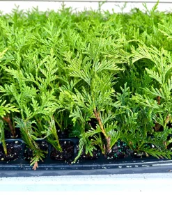 10 Green Giant Arborvitae Live Plants – 6-12