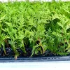 10 Green Giant Arborvitae Live Plants – 6-12" Tall Evergreen Privacy Hedge - Image 1
