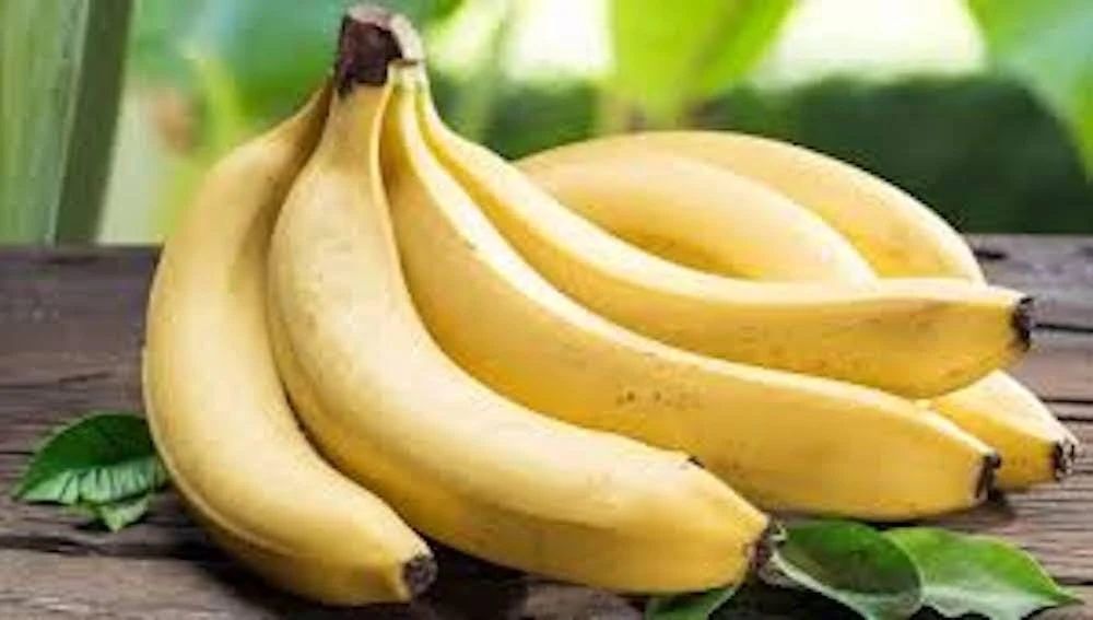 10 Gros Michel Banana Starter Plugs - Heirloom Live Plant - Musa acuminata 'Gros Michel' - Image 3