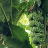 10 Gros Michel Banana Starter Plugs - Heirloom Live Plant - Musa acuminata 'Gros Michel' - Image 1