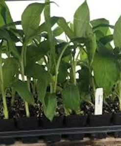10 Gros Michel Banana Starter Plugs - Heirloom Live Plant - Musa acuminata 'Gros Michel' - Image 4