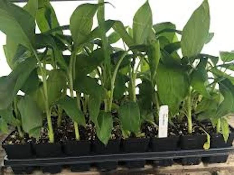 10 Gros Michel Banana Starter Plugs - Heirloom Live Plant - Musa acuminata 'Gros Michel' - Image 4