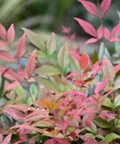 10 Gulf Stream Heavenly Bamboo Starter Plants 6-12in Tall Bare Root Live Plant Outdoor Shrub - Image 4