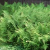 10 Hay-Scented Fern Bare Root Plants - Dennstaedtia punctilobula Live Perennial - Image 1