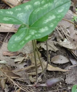 10 Heartleaf Ginger Bare Roots - Organic Hexastylis Arifolia Wildflower Plants - Image 2