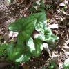 10 Heartleaf Ginger Bare Roots - Organic Hexastylis Arifolia Wildflower Plants - Image 1