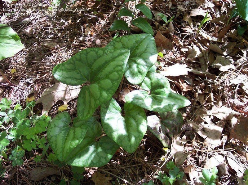 10 Heartleaf Ginger Bare Roots - Organic Hexastylis Arifolia Wildflower Plants - Image 1