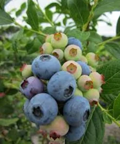 10 Heintooga Blueberry Starter Plug Plants - Vaccinium formosum x - Sweet, Aromatic Berries - Image 6